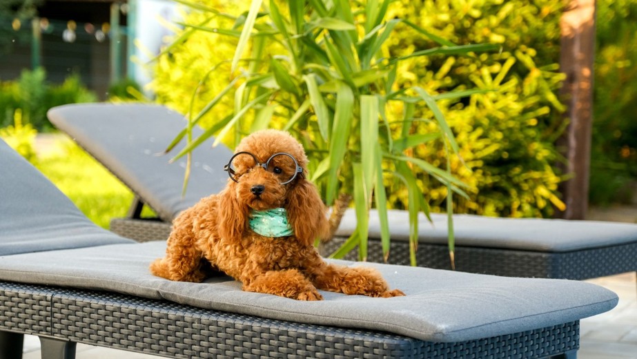 Dog with glasses